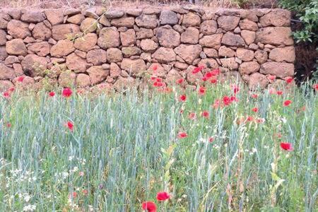 איקוד דה לוס וינוס Villa Rural Faldas Del Teide מראה חיצוני תמונה